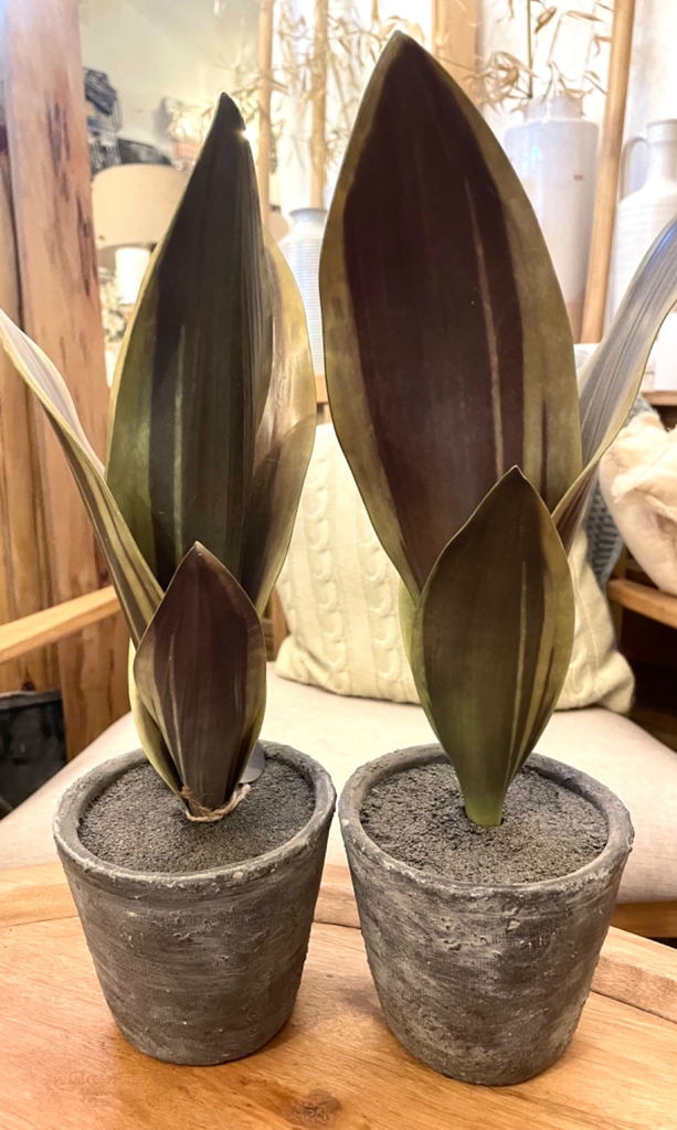 Planta Lengua de Suegra - Comprar en MUYCHICDECO