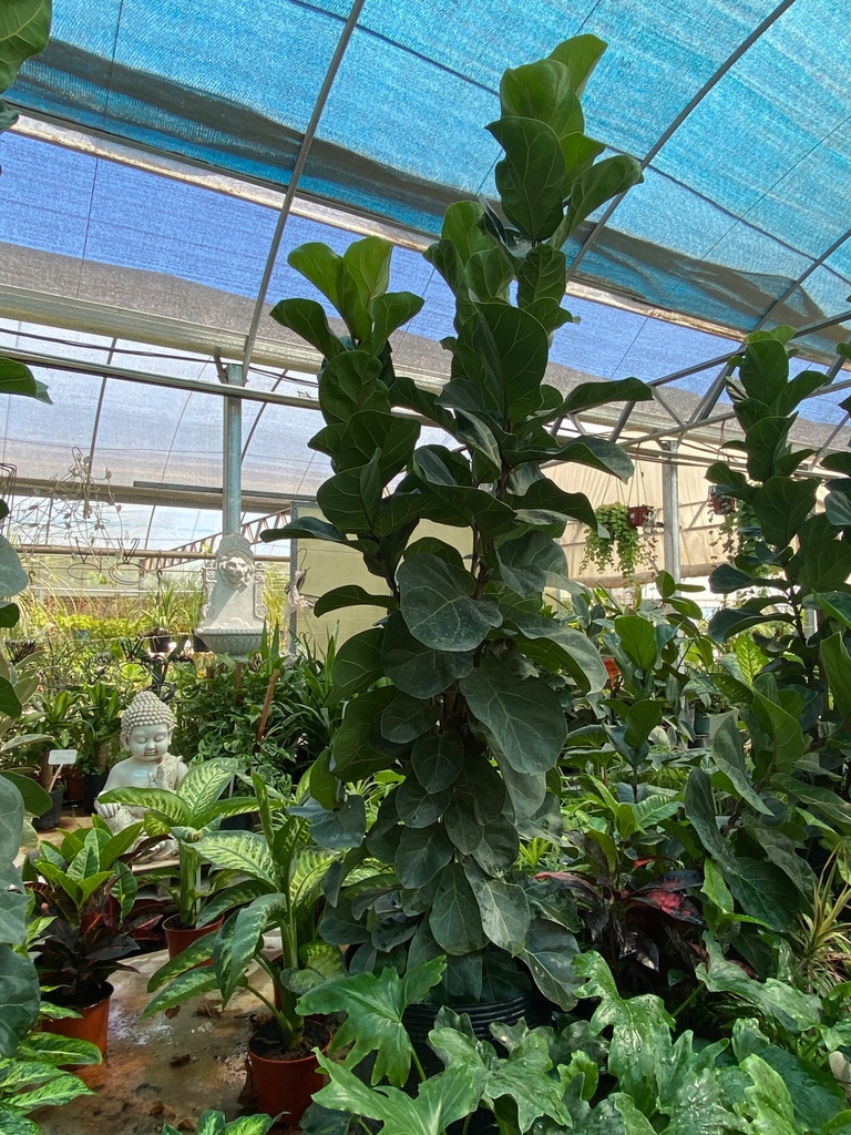 FICUS PANDURATA - Comprar en VIVERO DOS REINAS