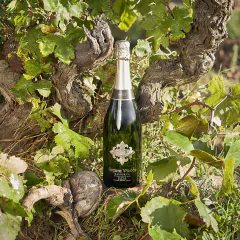 Segura Viudas Reserva Gift Box - comprar online