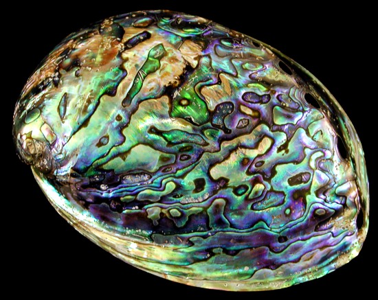 abalone_concha.jpg