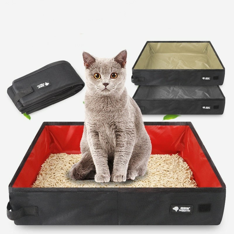 Como fazer o seu gato usar a caixa de areia? - Petblog