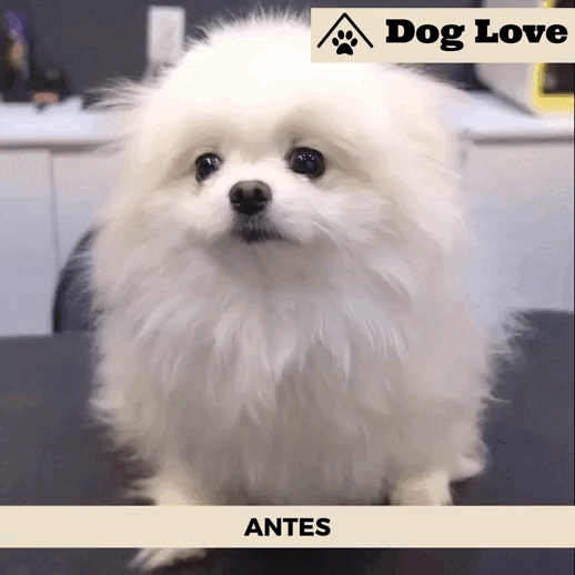 Cortadora De Pelo Dog Love - Comprar en Dog Love