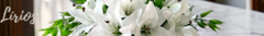 Banner da categoria Lirios