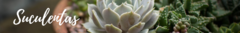 Banner da categoria Suculentas