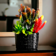 Arranjo de Plantas Suculentas no Vaso Porcelana Preto na internet