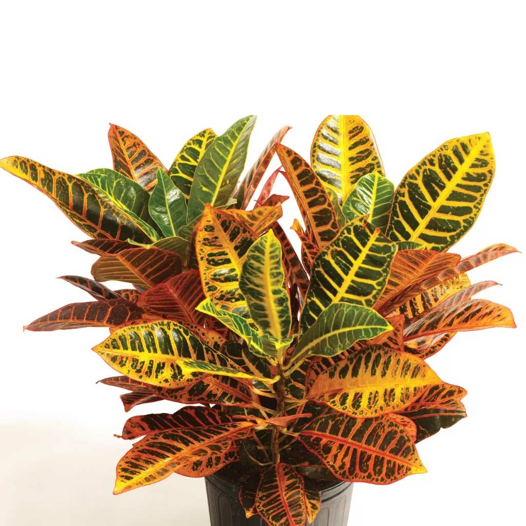Codiaeum variegatum 'Cróton Petra' - Floresta
