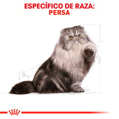 Royal Canin Gato Persa Adulto, 3.1 kg en internet