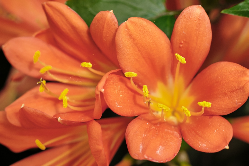 Consejos Prácticos Para Tus Plantas A Raíz Desnuda - Viveros Poza