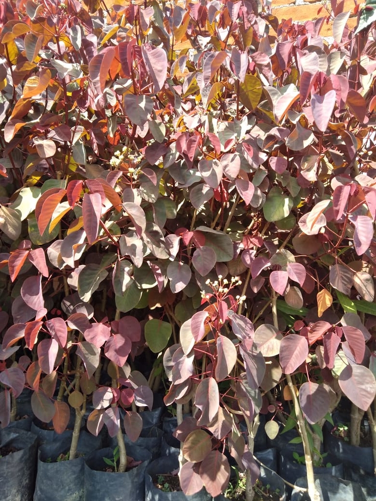 Árbol Sangre libanesa Comprar en