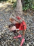 Duende Grande en internet