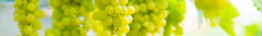 Banner de la categoría Blanco