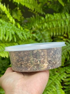 Graminha para Gatos - Pet Pira - comprar online