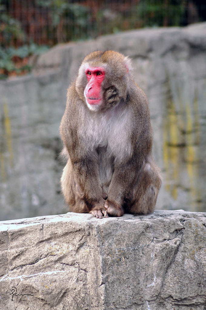 Cara de macaco png