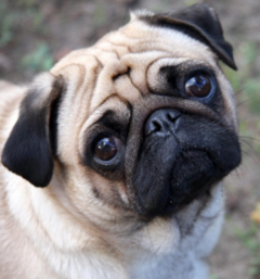 Banner de la categoría SUPER OFERTAS PARA TU PERRO