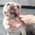 CEPILLO DENTAL DOBLE LADO PARA MASCOTAS X 5 CV-30 en internet