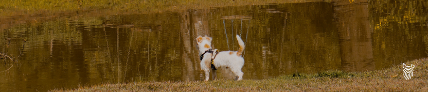 Um cão observando o lago utilizando um peitoral