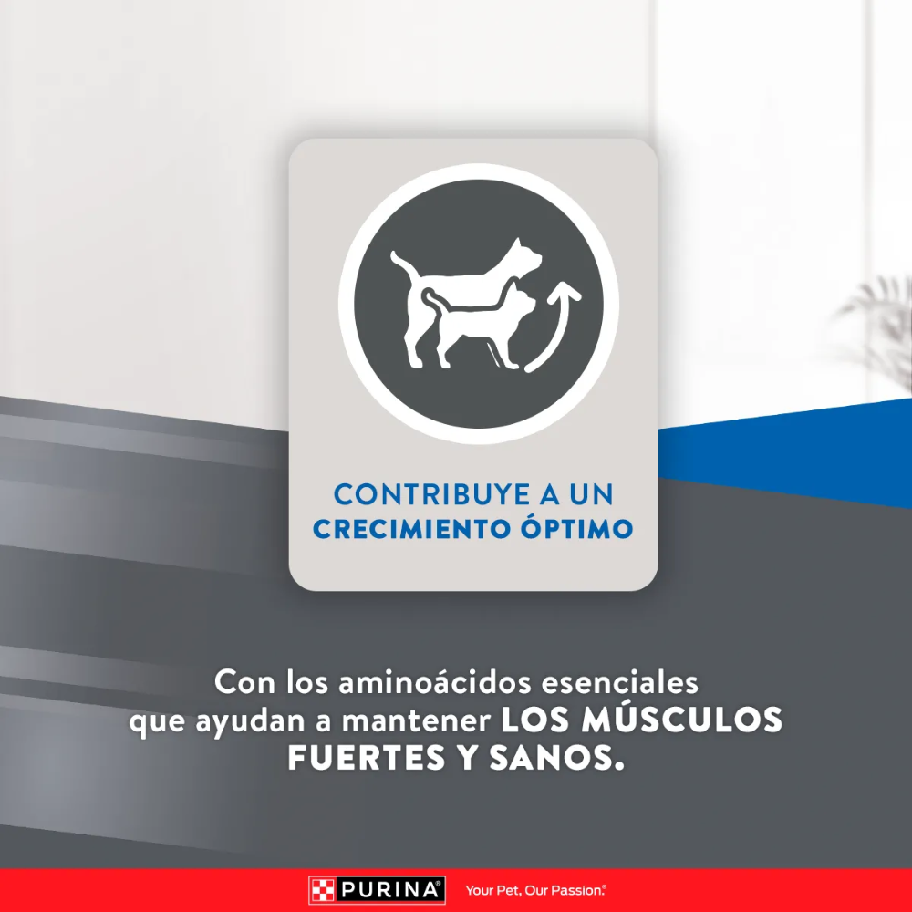 excellent-purina-gato-cachorro-crecimiento-optimo