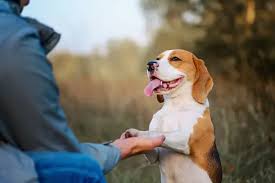 adiestramiento canino