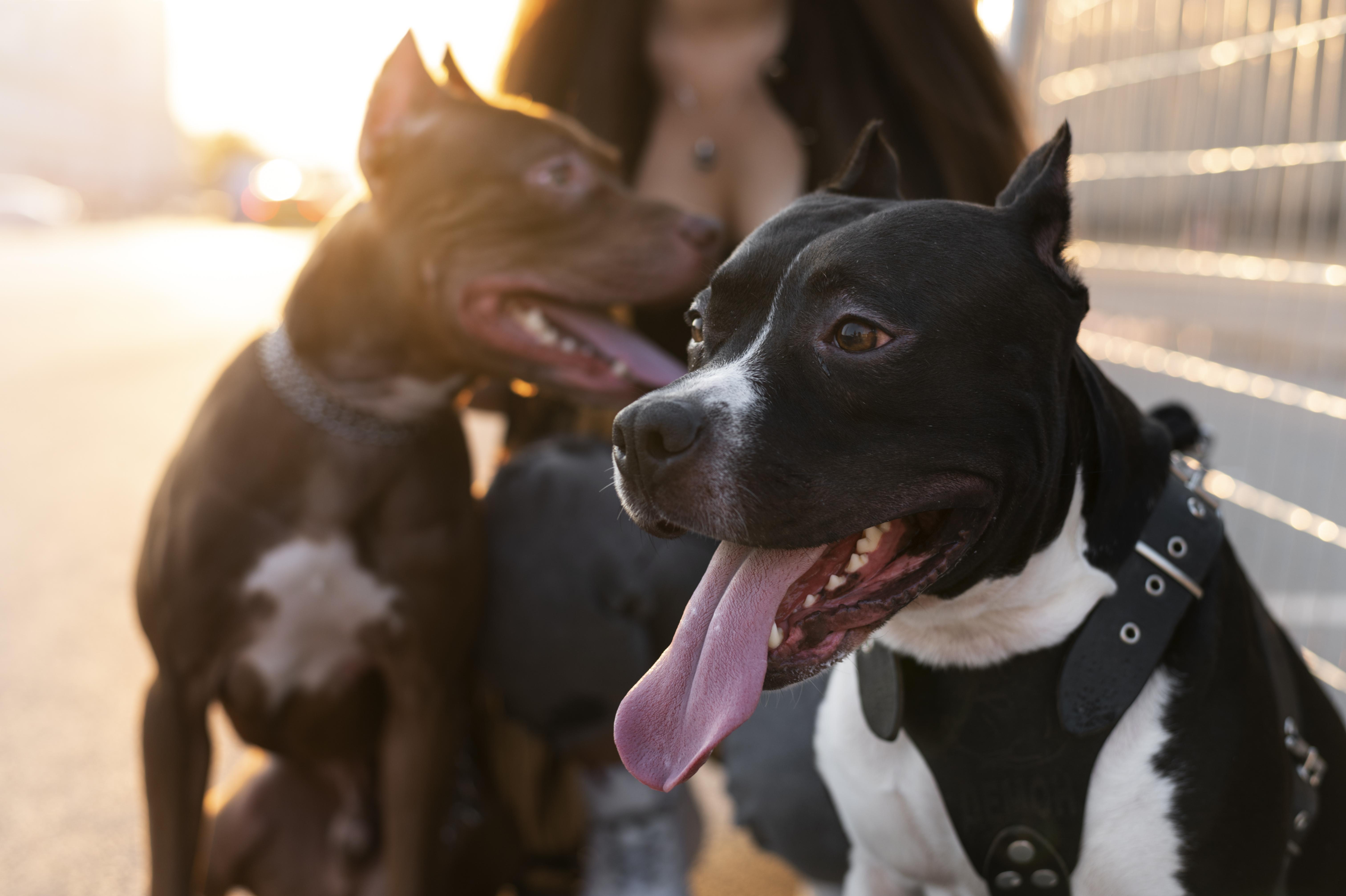 IMAGEN PERROS ADULTOS Y UNA MUJER