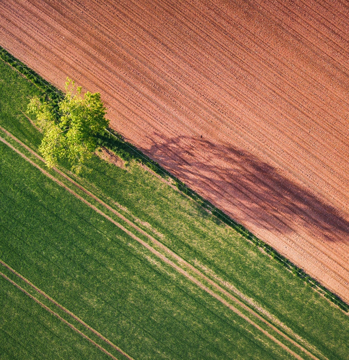 Campos de plantación de caña de azúcar-PLA