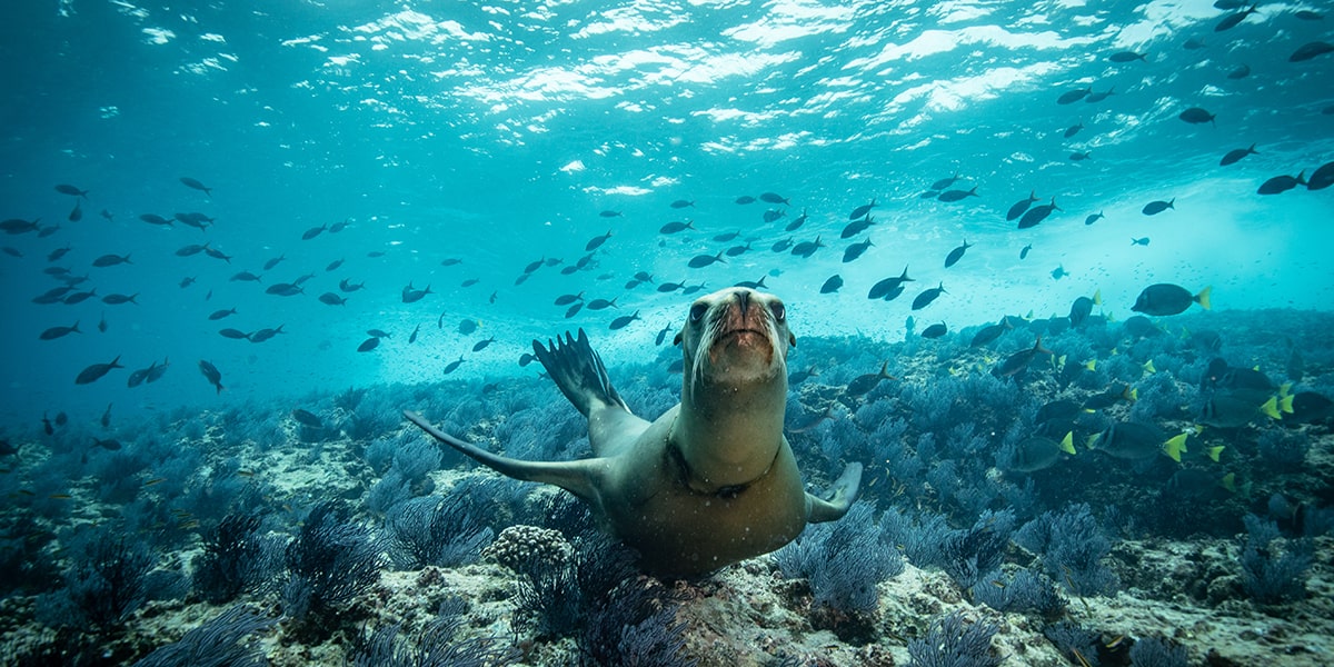 Fonte: https://villalavalencia.com/blog/destination/where-is-the-sea-of-cortez