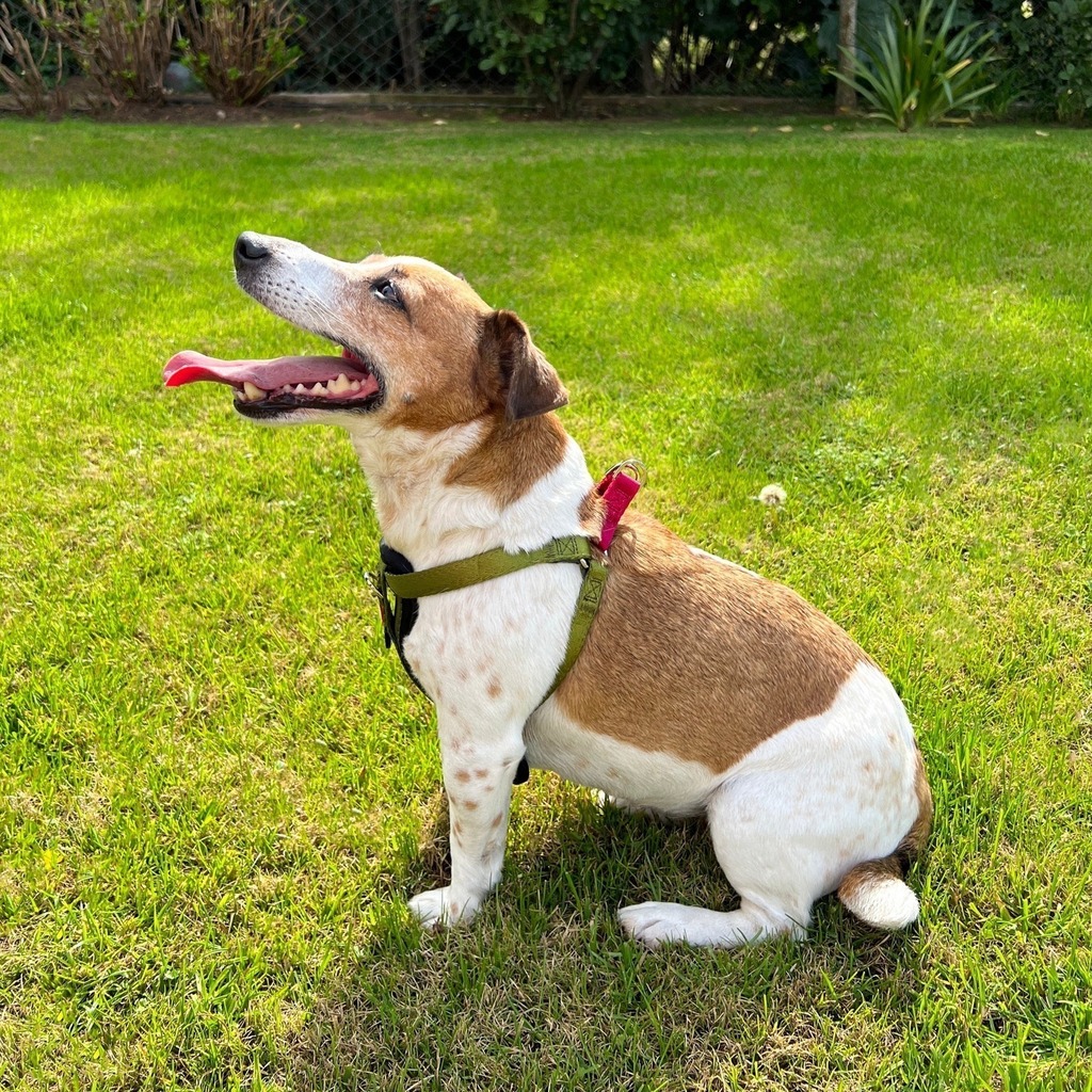 Arnés pechera Malla reflectiva para perro o gato