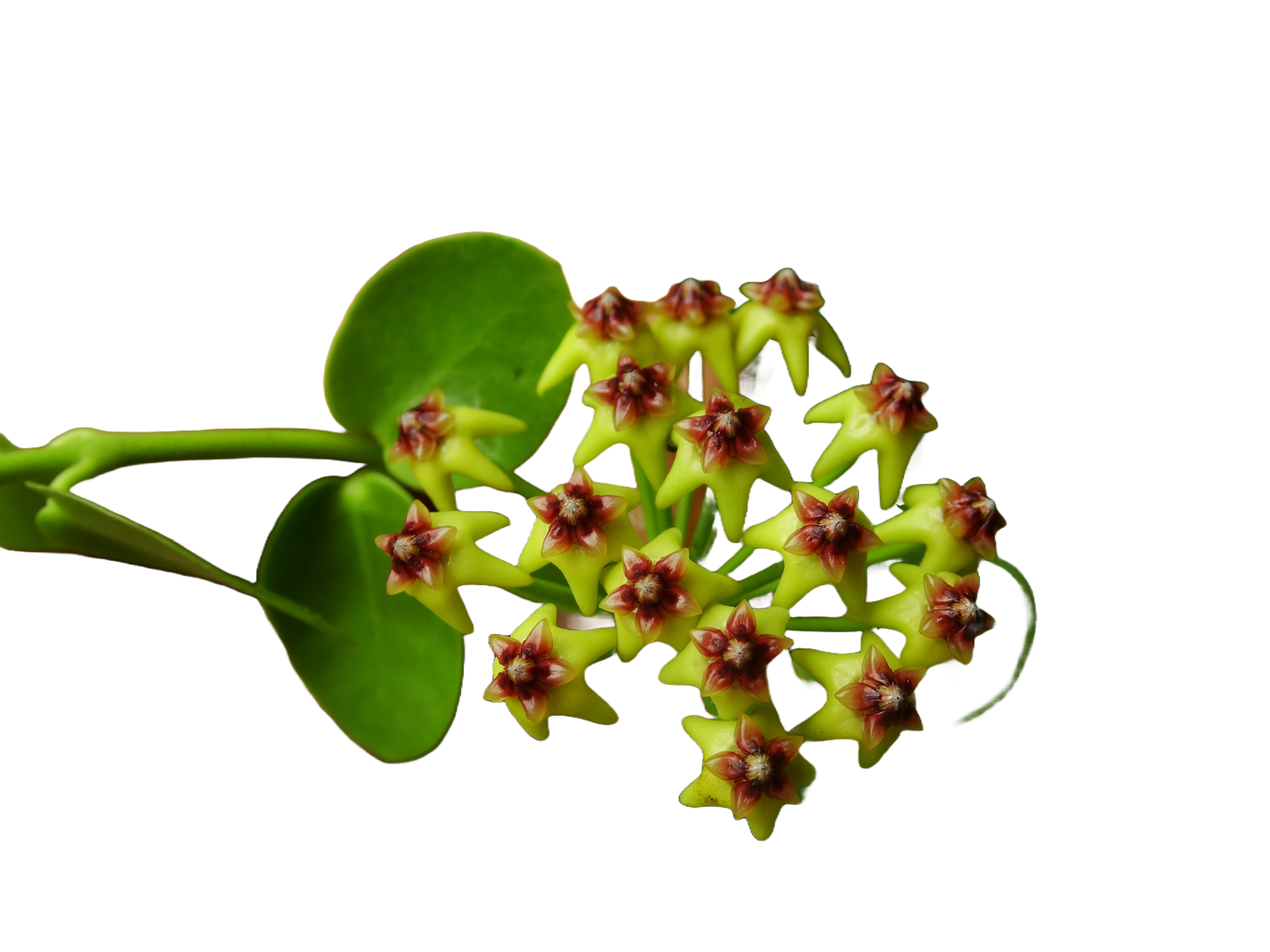 Hoya cumingiana