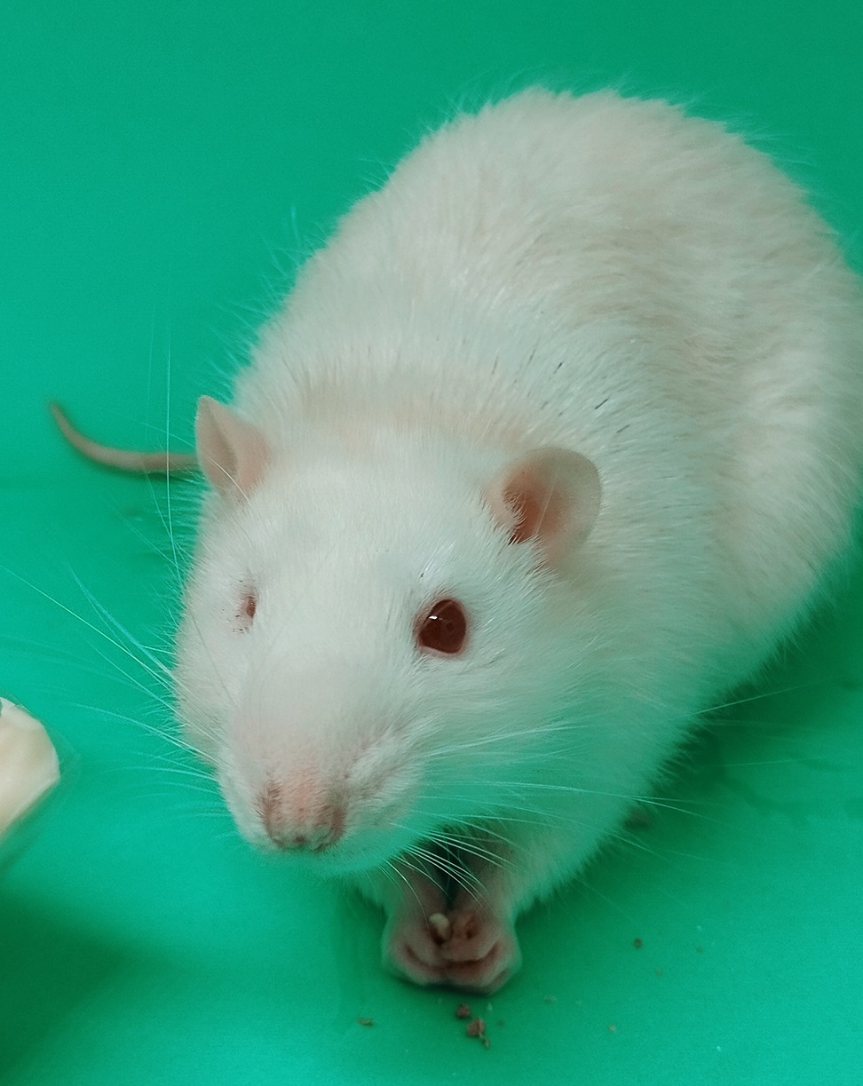 pitucao