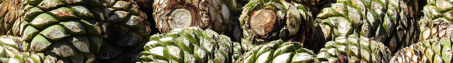 jima agave mezcal nota azteca