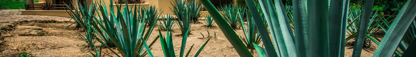 Agave Mezcal Nota Azteca