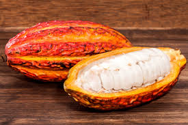 Caminhos do Cacau: o que a ciência e a pesquisa procuram no chocolate  perfeito - Forbes