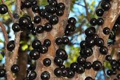 Jabuticabeira tem frutos doces que se desenvolvem no mês de ...