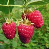 FRAMBOESA (Rubus idaeus)