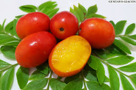 Viveiro Ciprest - Plantas Nativas e Exóticas: Seriguela ou Ciriguela (  Spondias purpurea )