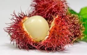 Muda De Rambutan, Rambutão. Mudas de Sementes! – Mudas Rio Preto