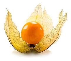 Physalis ou Juá de Capote - Lindas Mudas - bhmudas