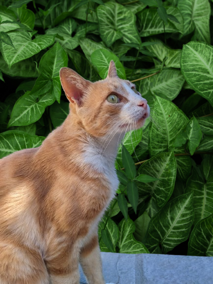 Emilio 😻