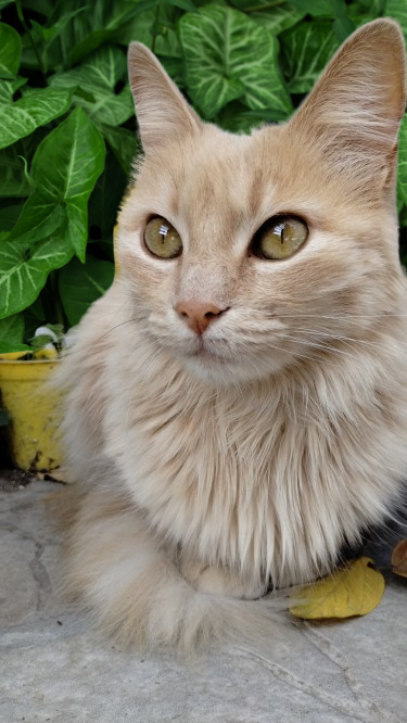 Olivia 😻