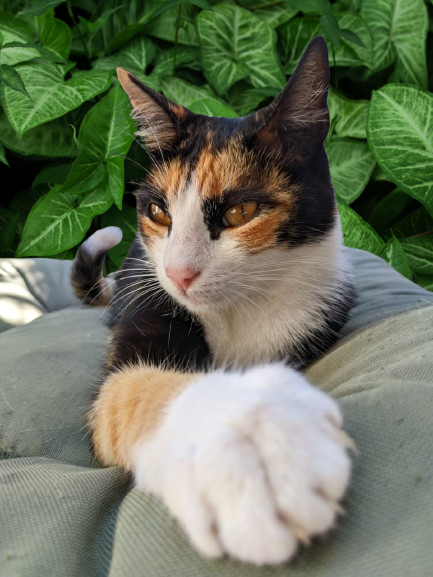 Aurora 😻