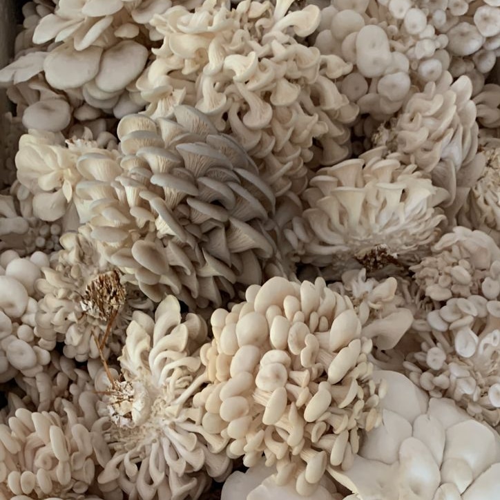 Pleurotus Ostreatus