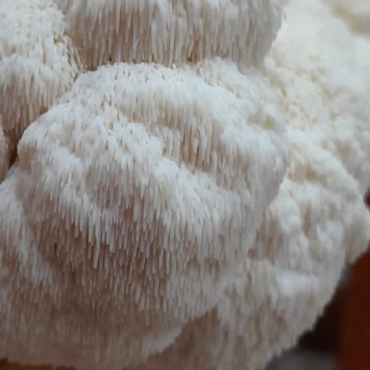 Hericiuma Erinaceus | Juba de Leão