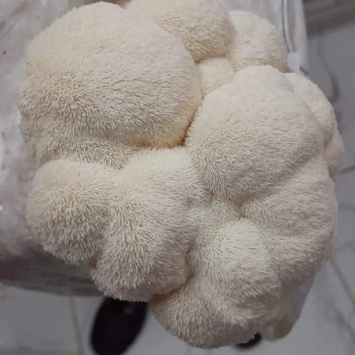 Hericium Erinaceus | Juba de Leão