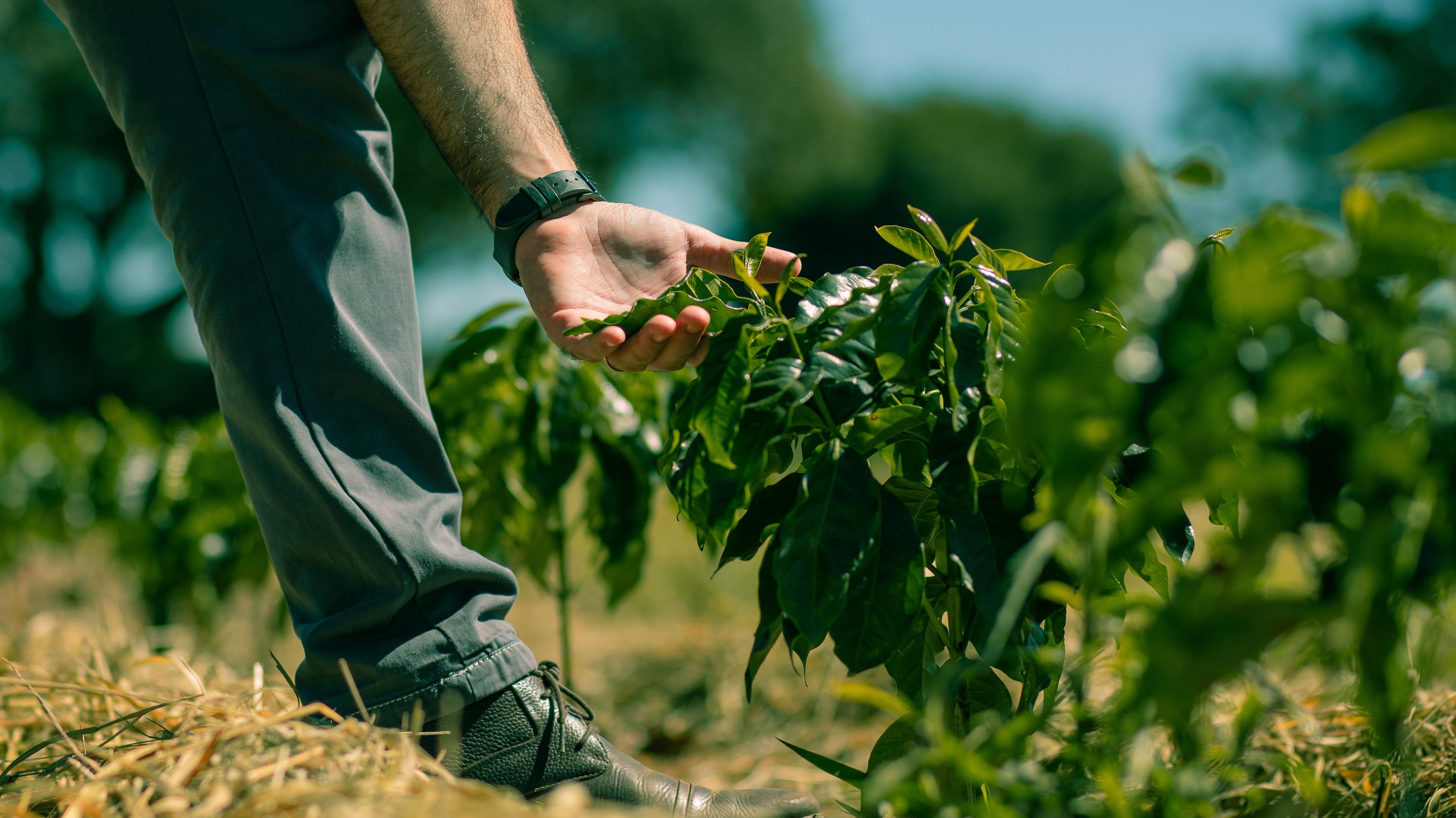 cultivo-cafe-especial-cuidados-planta-produtor-fazenda-sustentavel-plantacao-campo.jpg