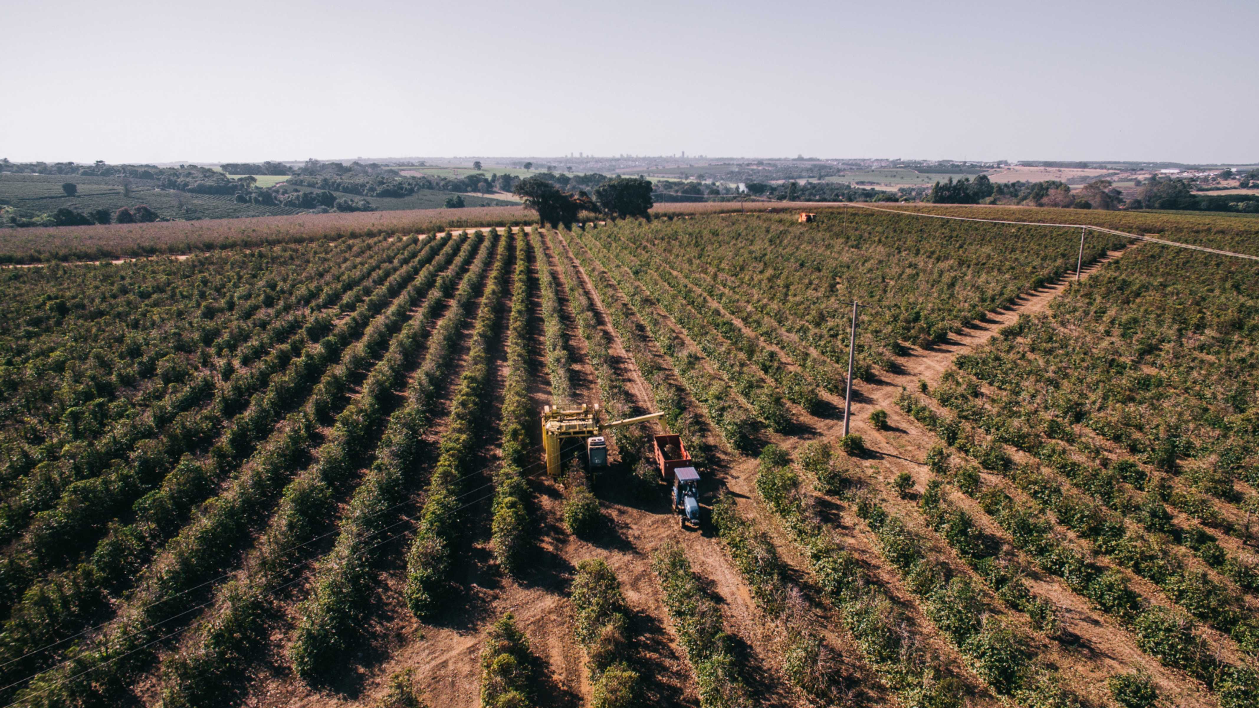 fazenda-cafe-especial-colheita-mecanizada-cultivo-sustentavel-plantacao-vista-aerea.jpg.