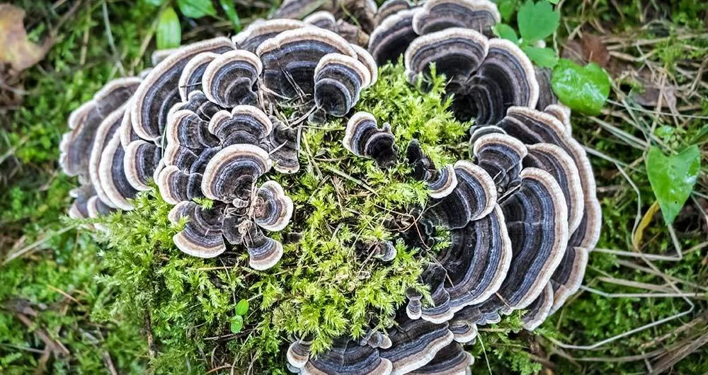 Cola de Pavo (Trametes versicolor)