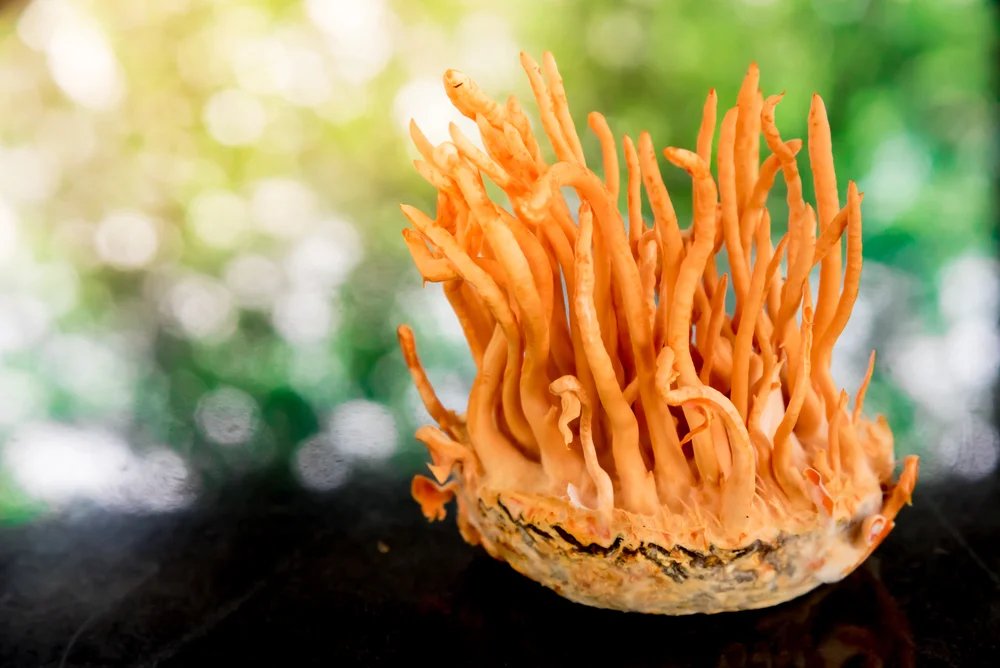 Cordyceps militaris