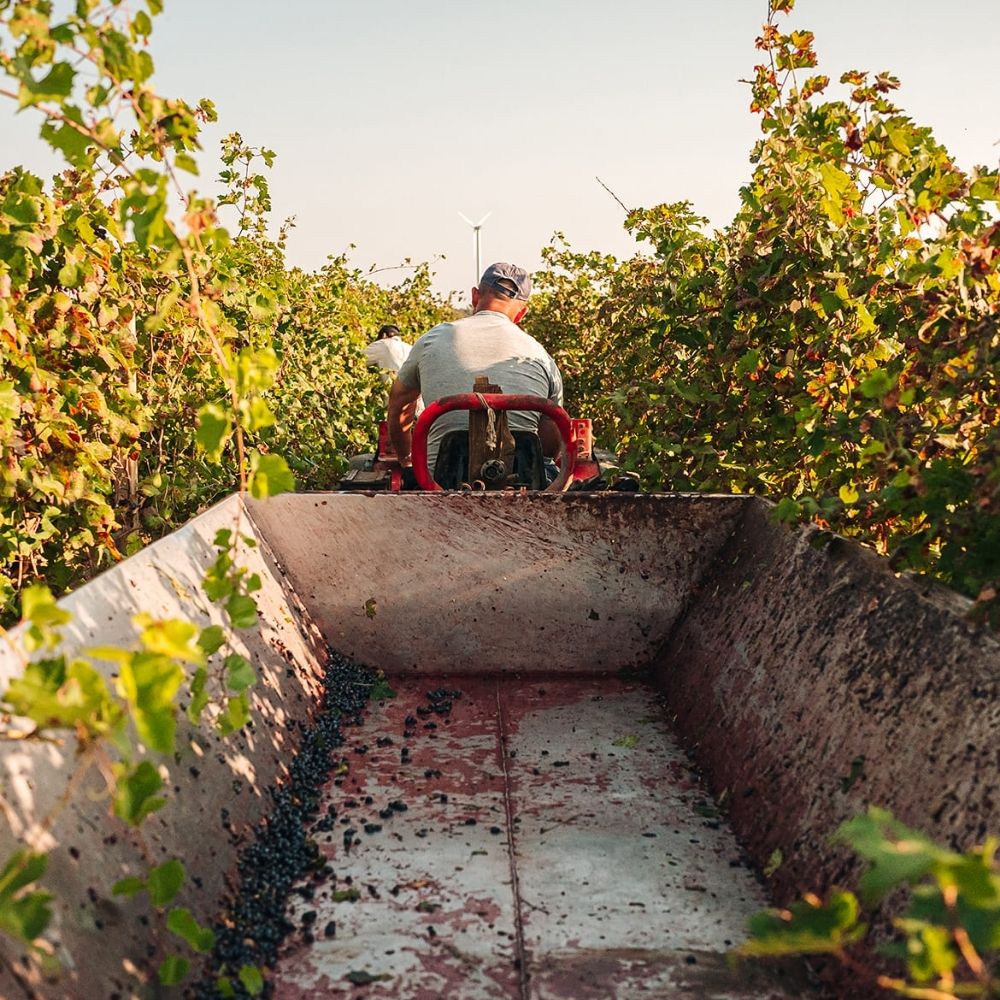 Paisajes de los Andes Rosé 2021