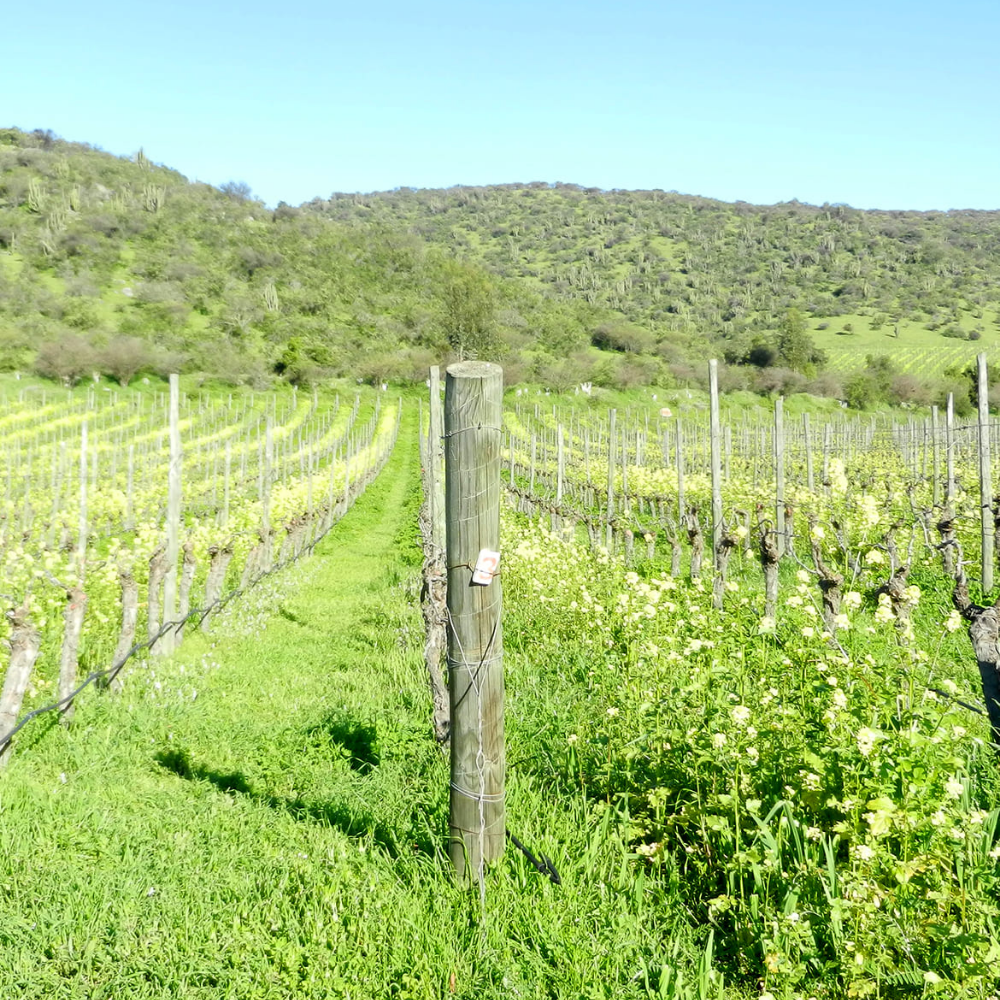 Paisajes de los Andes Chardonnay 2023