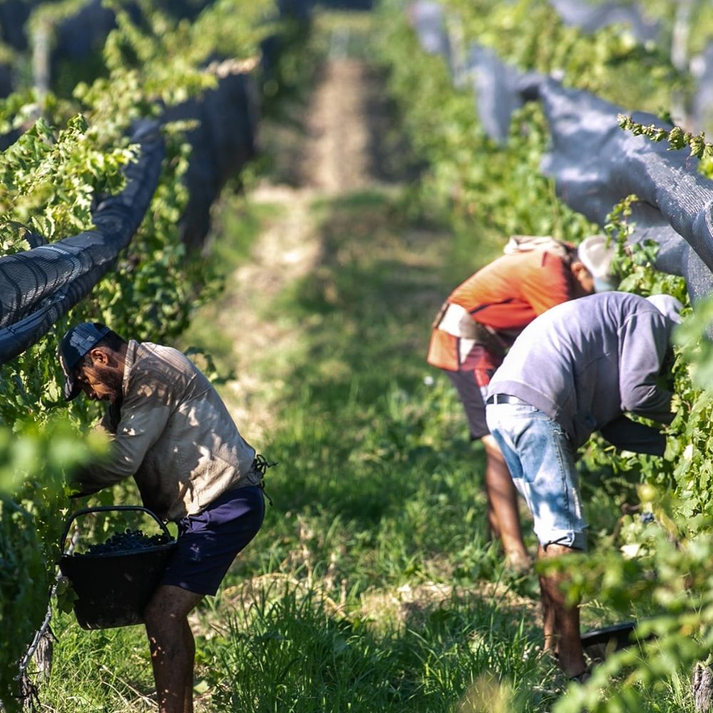 Tierra de Lechuzas Sauvignon Blanc 2022