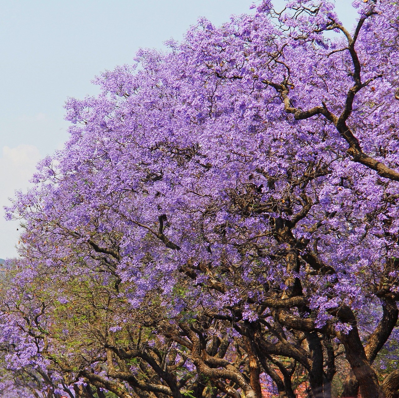 Jacaranda JACA